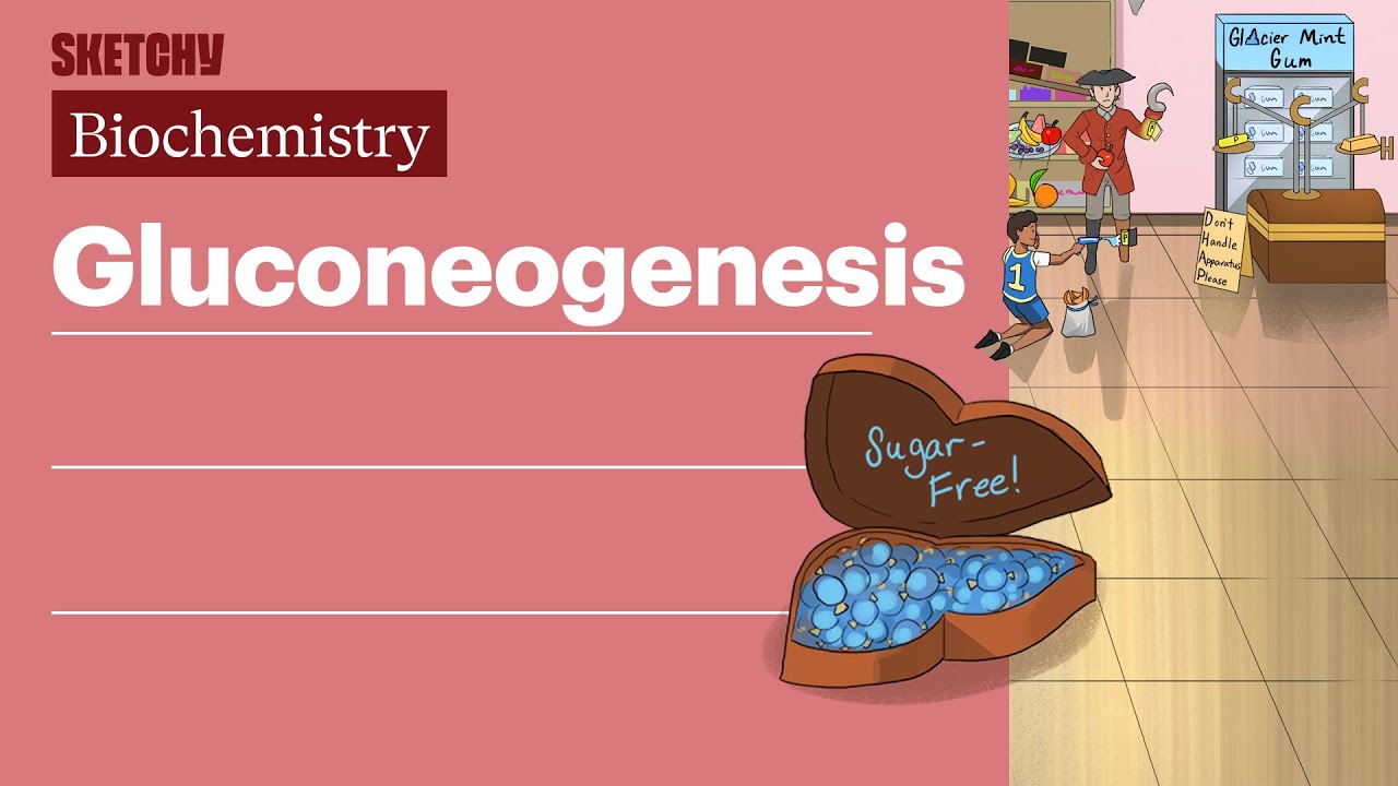Gluconeogenesis (Biochemistry) | USMLE Step 1 | Sketchy Medical