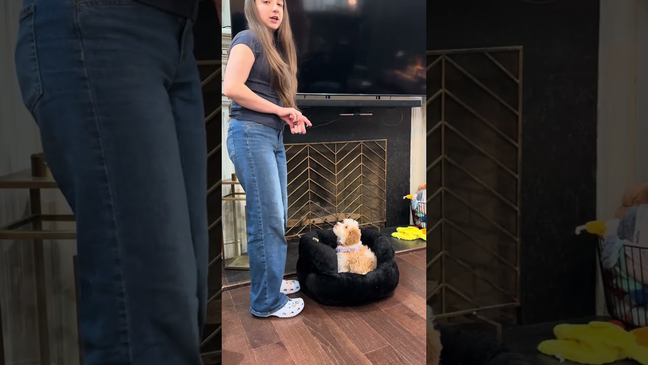 Juju Breaks Down Charlie’s Training Progress | Best Paw Forward Basics 🐶