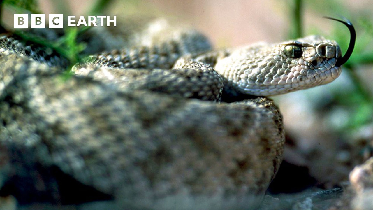 The World's Wildest Animals | BBC Earth