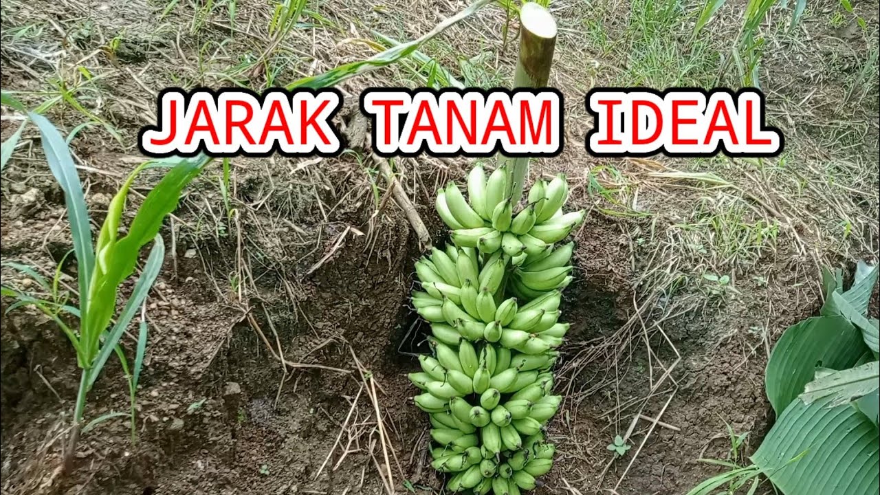JARAK TANAM IDEAL PISANG BARLIN