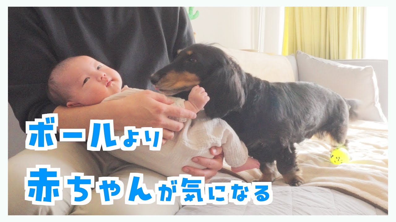 赤ちゃんと遊びたいけどボールも諦められない兄犬