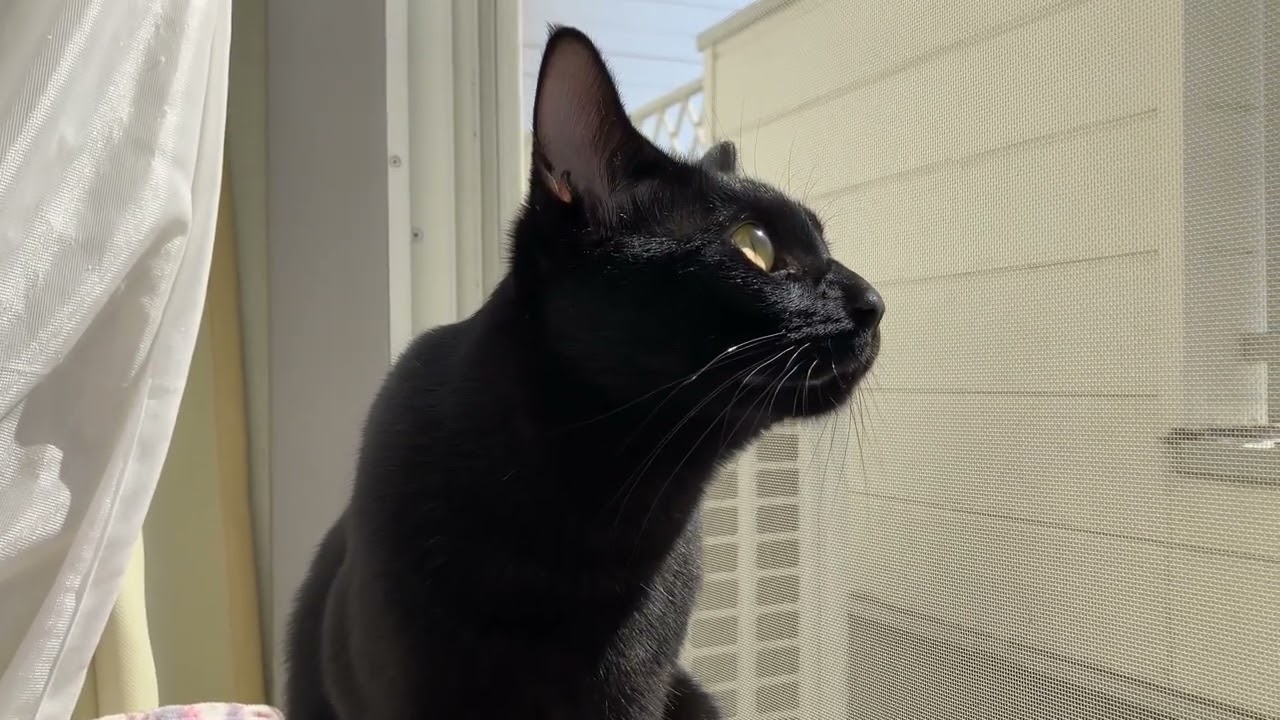 日曜日のひなたぼっこは最高だよ〜🐈‍⬛🔆黒猫むぎちゃんNow✴︎2026.0301