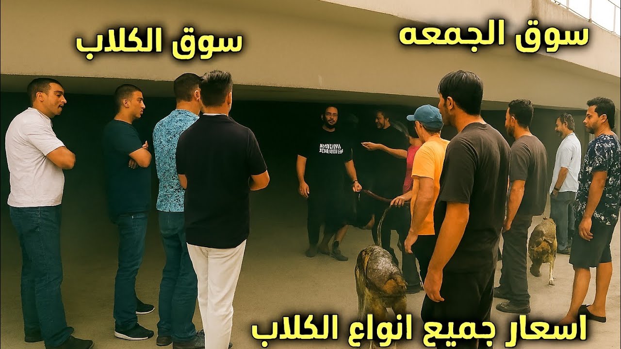 سوق الكلاب سوق الجمعه السيده عائشه اسعار الكلاب ابدأ من 100 جنيه