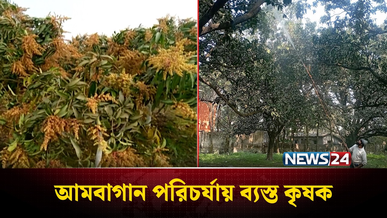 রাজশাহীতে আমবাগান পরিচর্যায় ব্যস্ত কৃষক | Rajshahi | News24