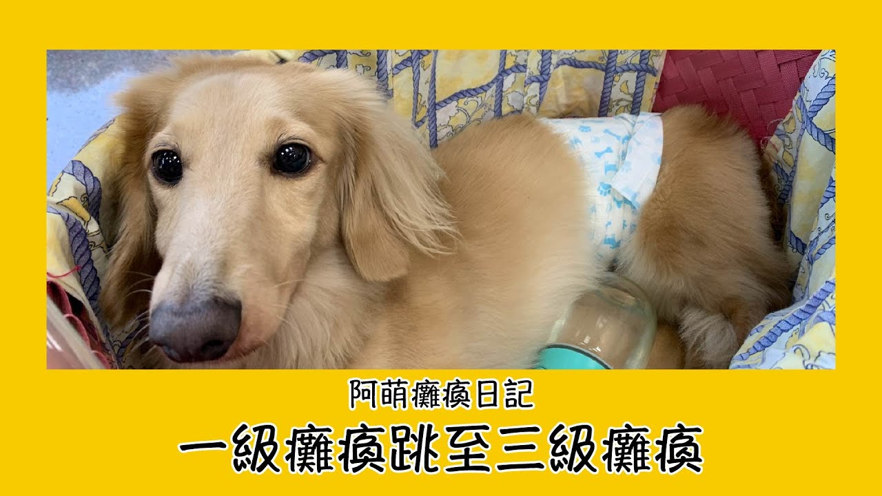 突然有一天牠沒辦法走路了..│一級癱瘓跳至三級癱瘓的阿萌│照顧癱瘓狗狗需要花多少錢？│阿萌癱瘓日記│Ep1