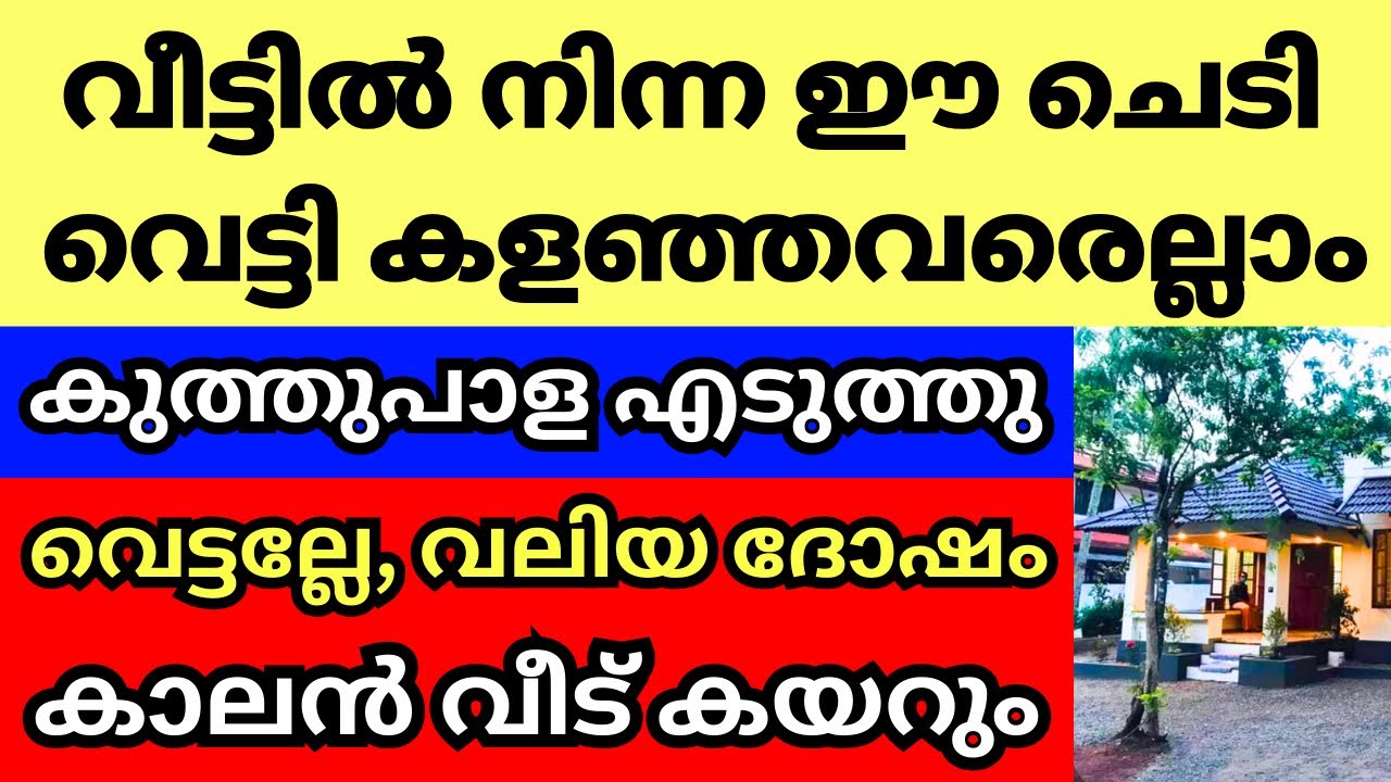 ഈ ചെടികൾ വീടിന്റെ ഈ സ്ഥാനത്ത് വളർന്നാൽ വെട്ടി കളയല്ലേ, ഭാഗ്യസ്ഥാനം ആണ്, ദോഷം വിളിച്ച് വരുത്തല്ലേ