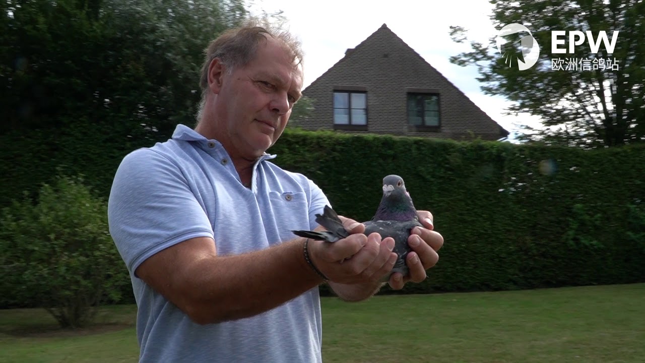Erik Limbourg, Brussegem (BE) - Auction of all pigeons, excl. youngsters 2020