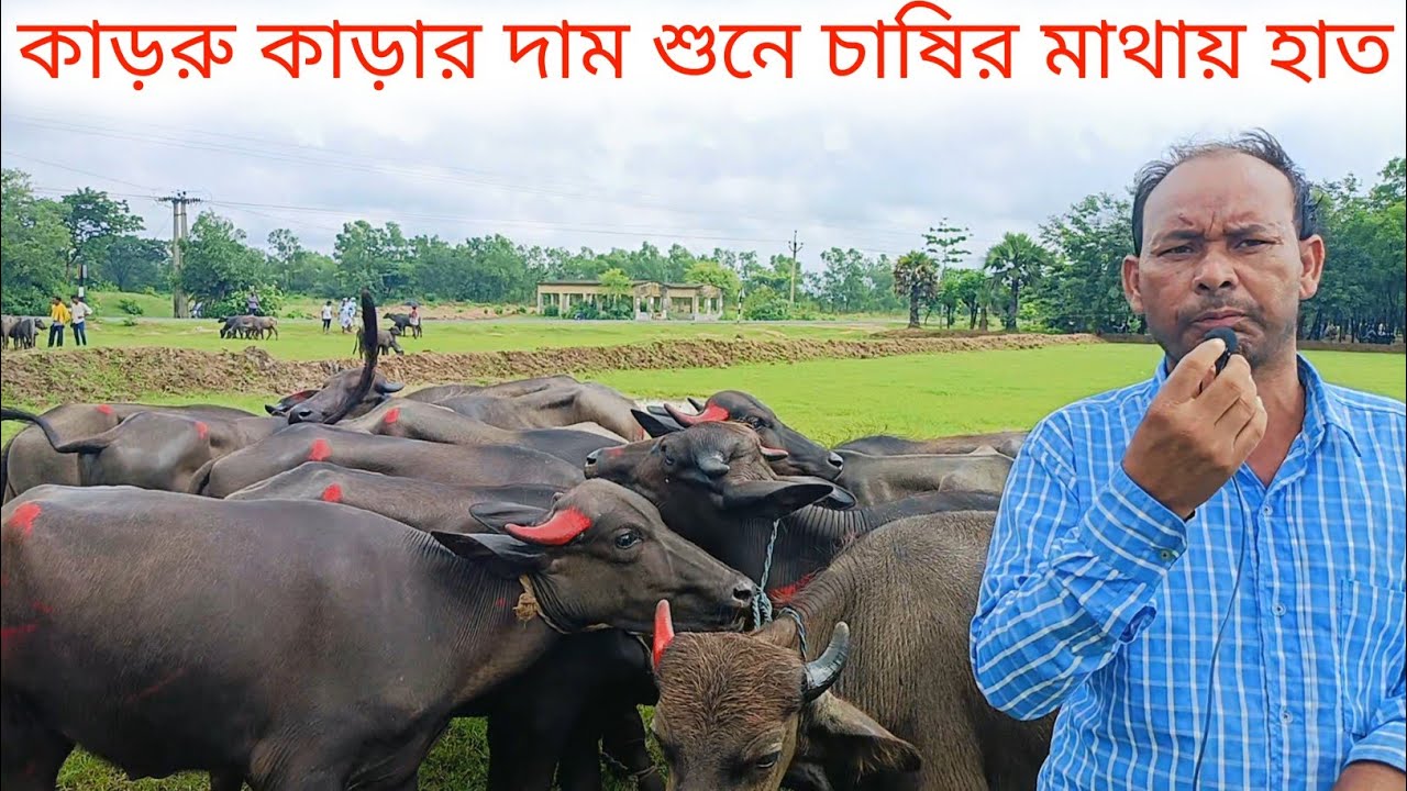 দালালের খপ্পড়ে পড়ে কাড়া কেনা হল না 🦬 কি রকম দাম চলছে দেখুন 🦬buffalo market purulia #purulia1
