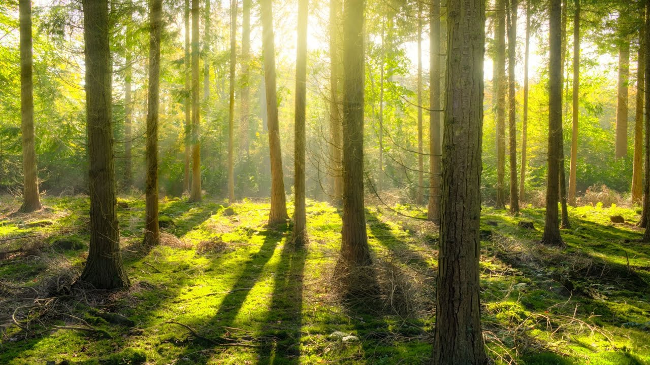 Relaxing Music, Bedtime Music, Reduce High Blood Pressure, Beautiful Piano Melody
