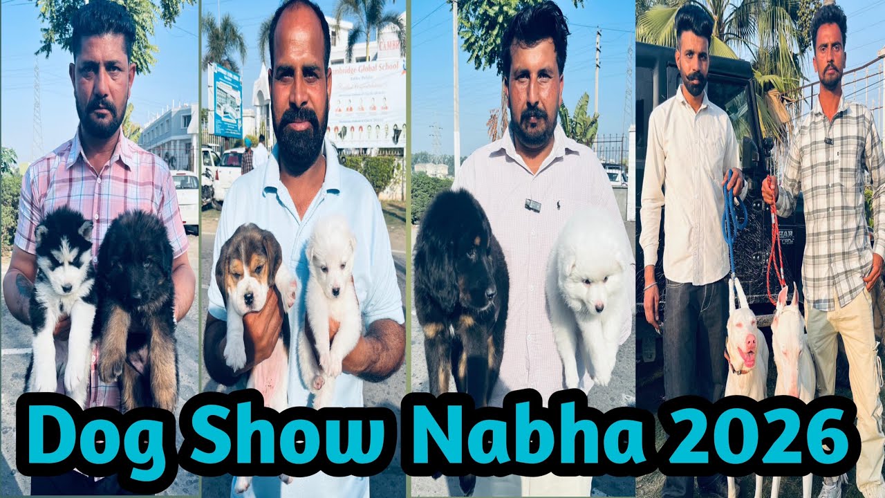 BIGGEST Puppy Show in Nabha 2026 🐕‍🦺 Dog Show Nabha 2026