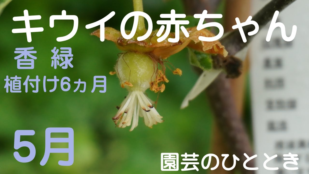 キウイの栽培　「キウイ香緑に小さな実がなりました」
