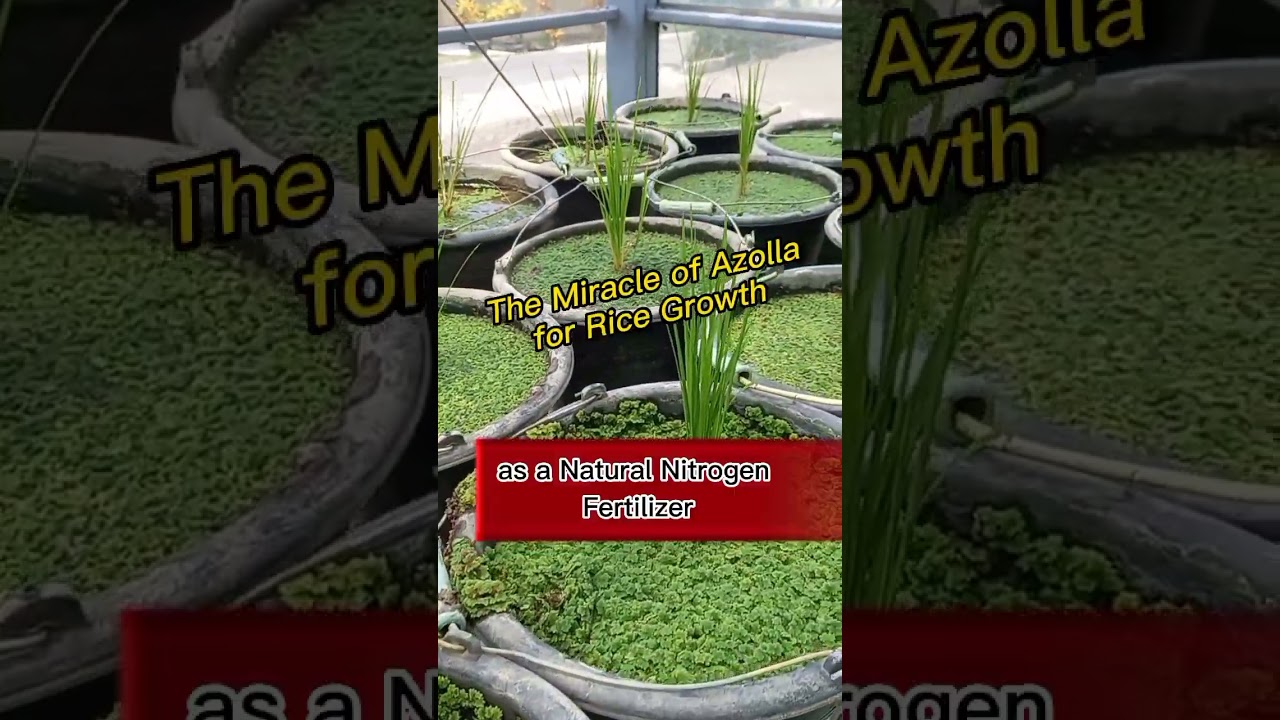 The miracle of Azolla as a Natural Nitrogen Fertilizer for Rice Growth #shorts #shortvideo #rice