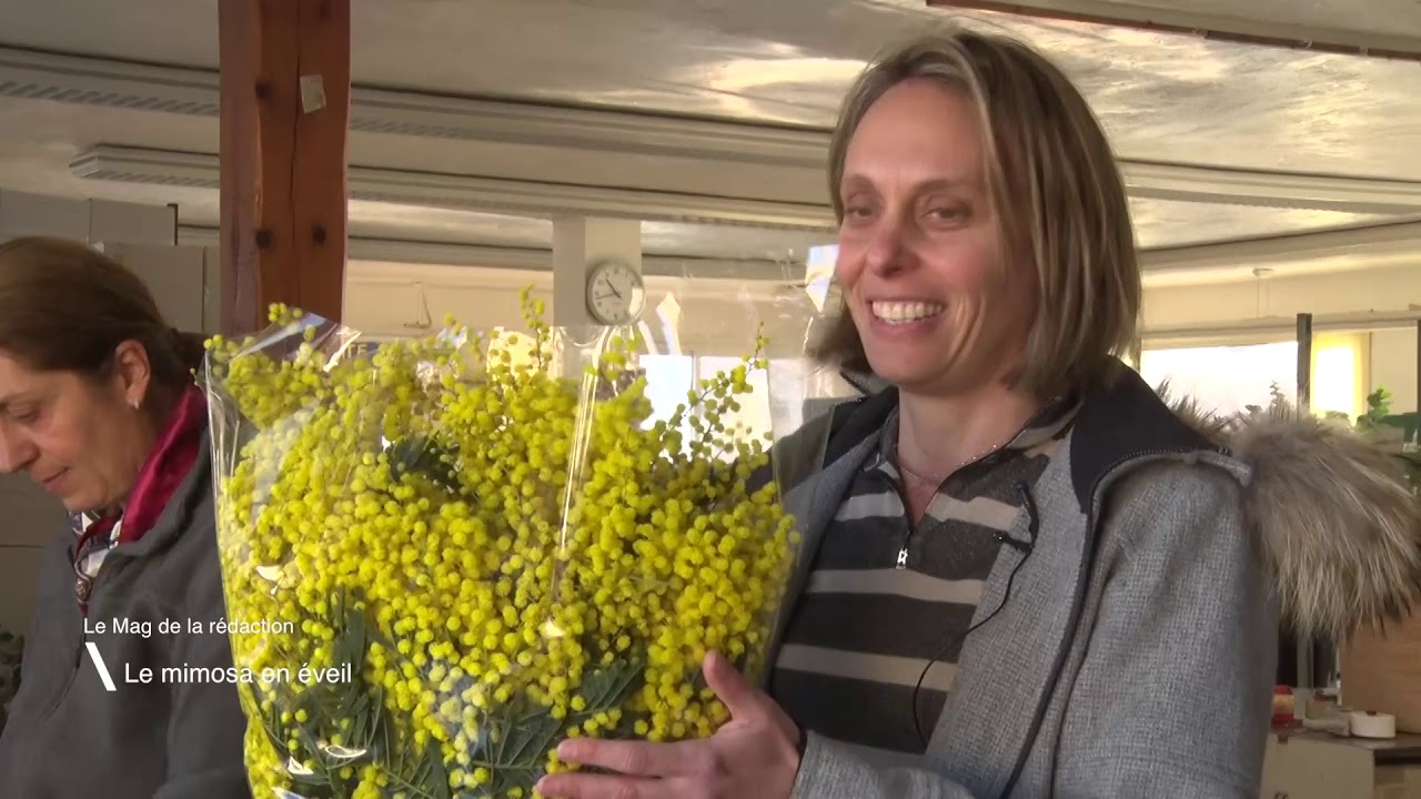 Le Mag : Le mimosa en éveil