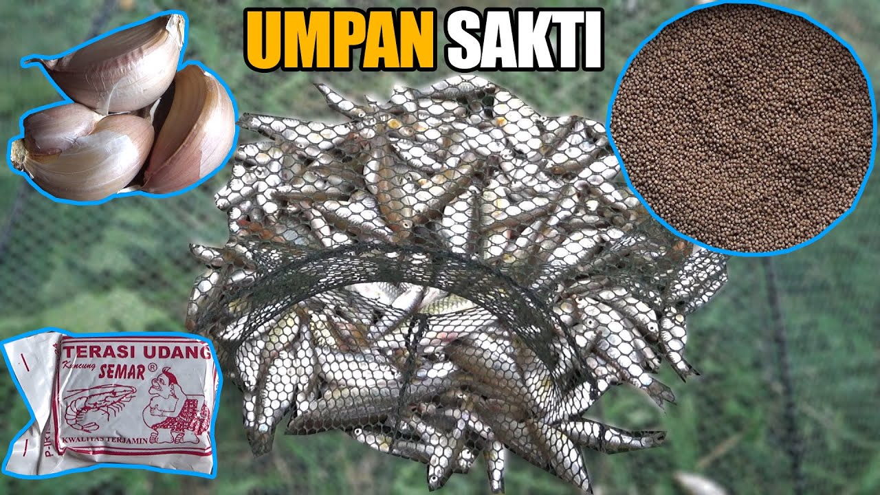 BENER BENER.... sakti umpan bubu payung ini hasilnya luar biasa #DB-376