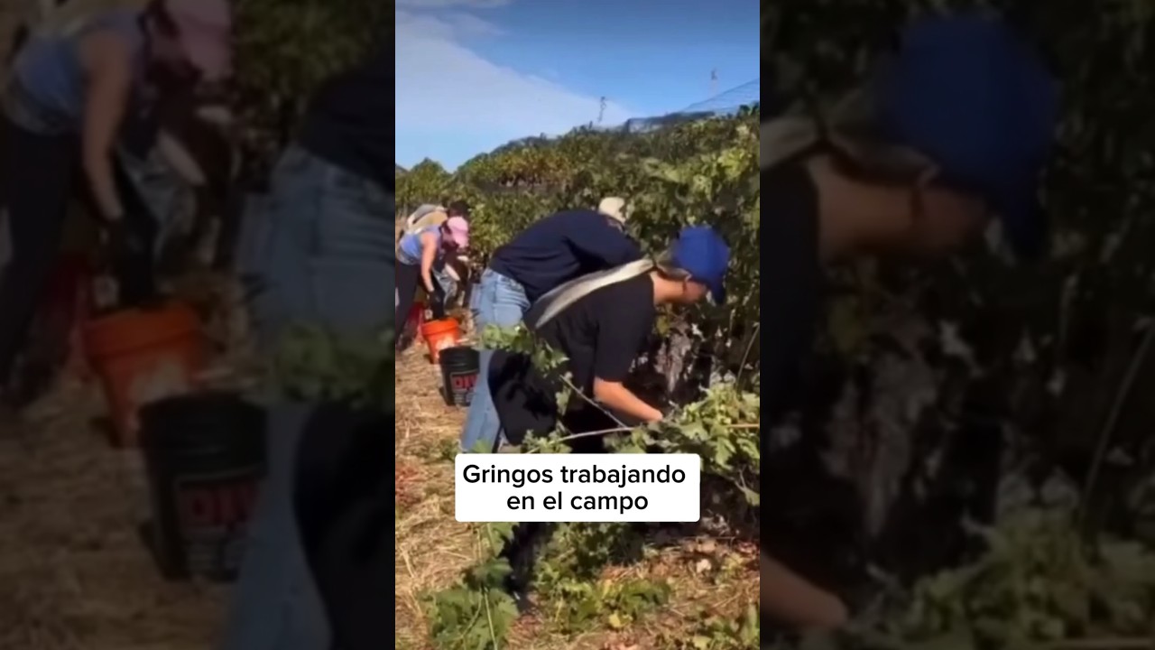 Mexicanos vs Americanos. Gringos trabajando en el campo