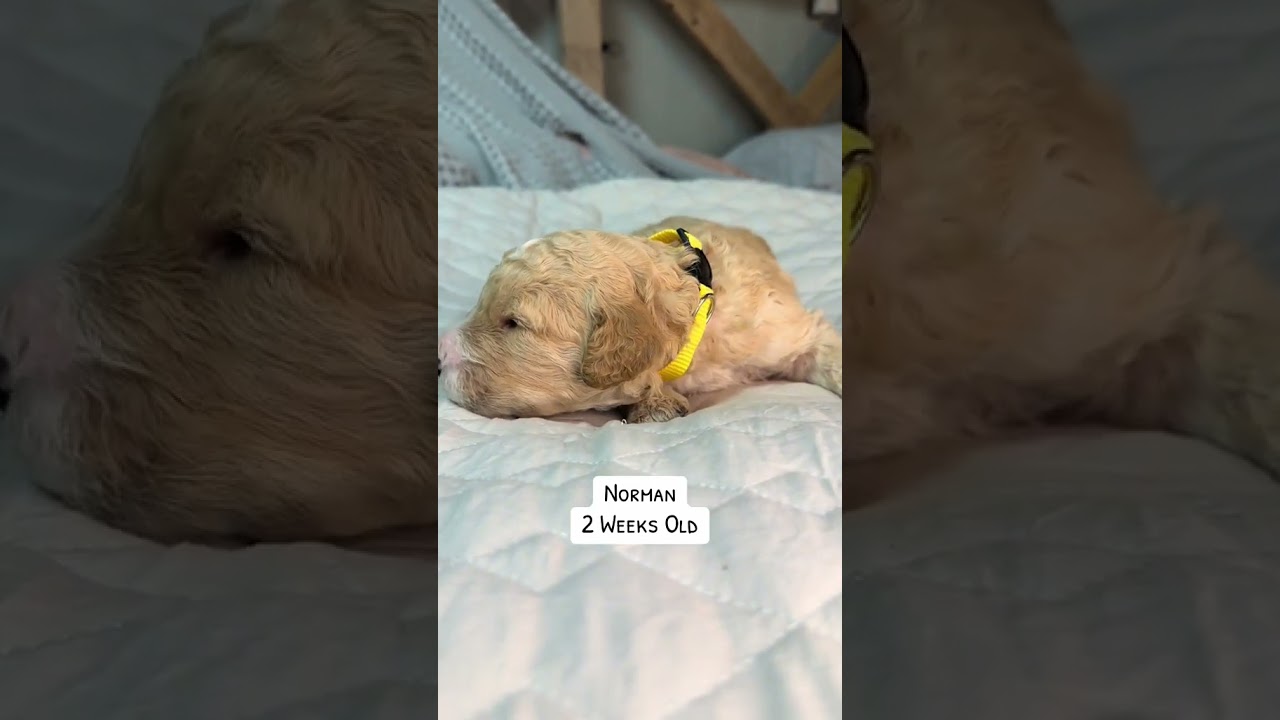 Norman, 2 Weeks, Saint Berdoodle Puppy (F1B) 🥰 