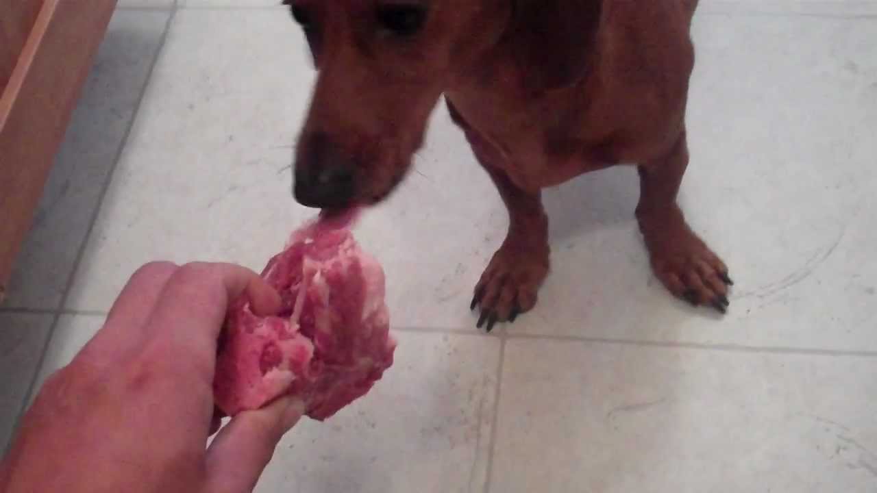 Mini Dachshund Dog Eats Raw Meaty Bones: Pork Neck Bones Pt. 1
