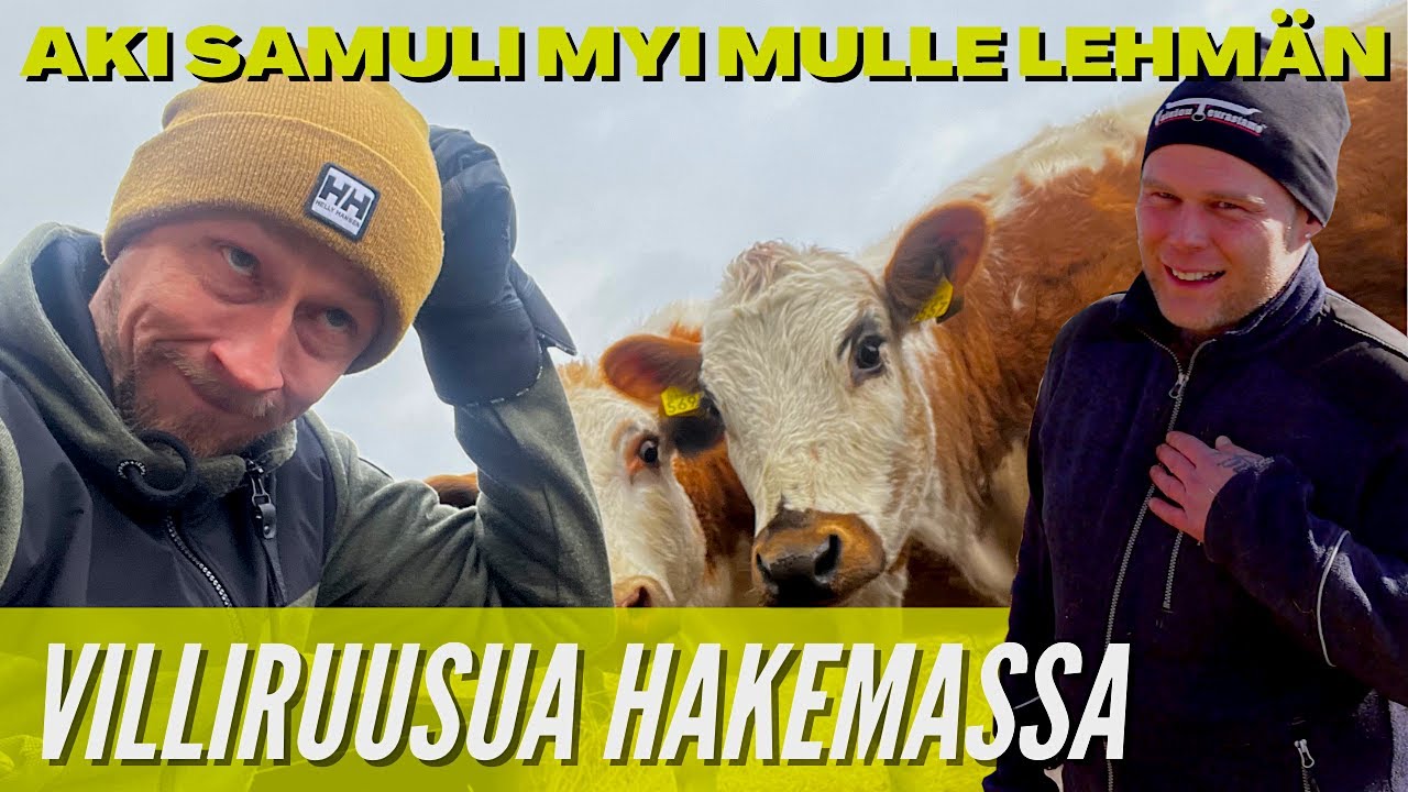 AKI SAMULI MYI MULLE LEHMÄN VÄKISIN! // KARJATILAN ELÄMÄÄ