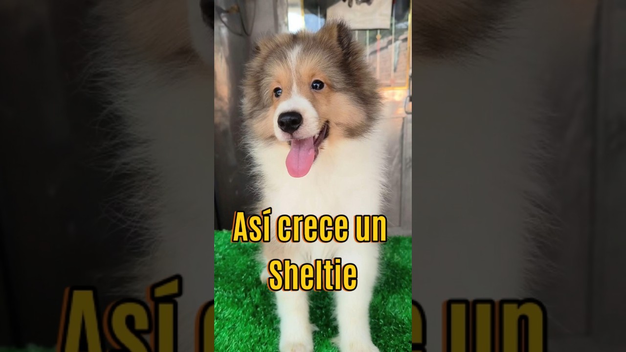¡Así es como crece un Sheltie!