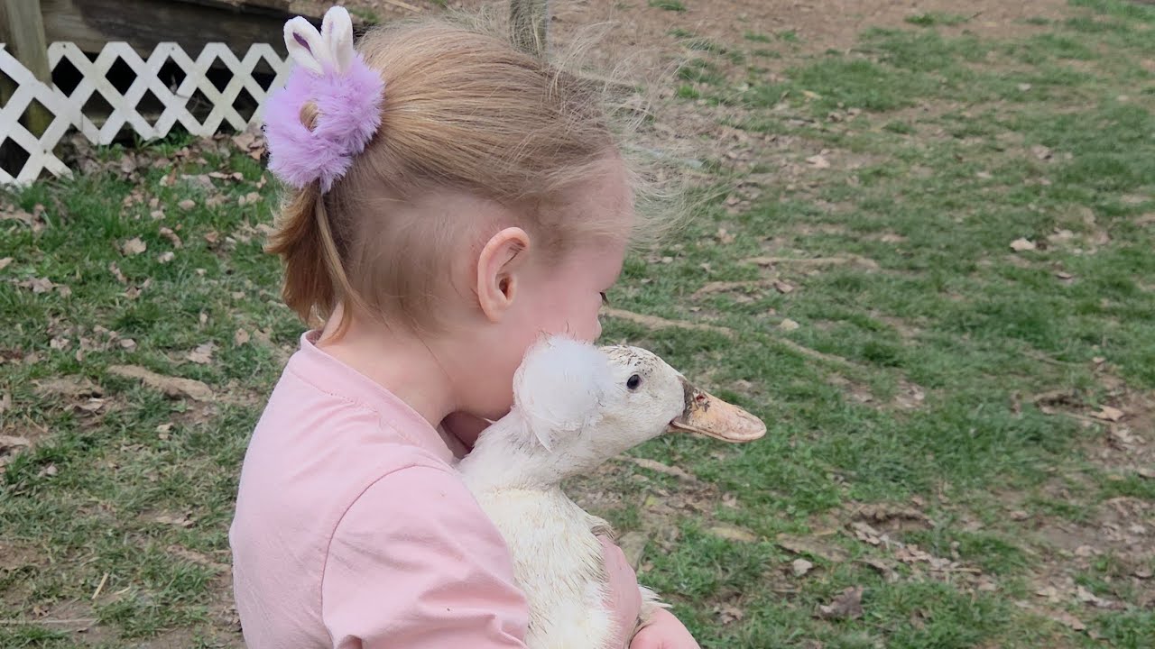 Winds of war storms coming changes around here #ducks  #cutekids #lifelessons 