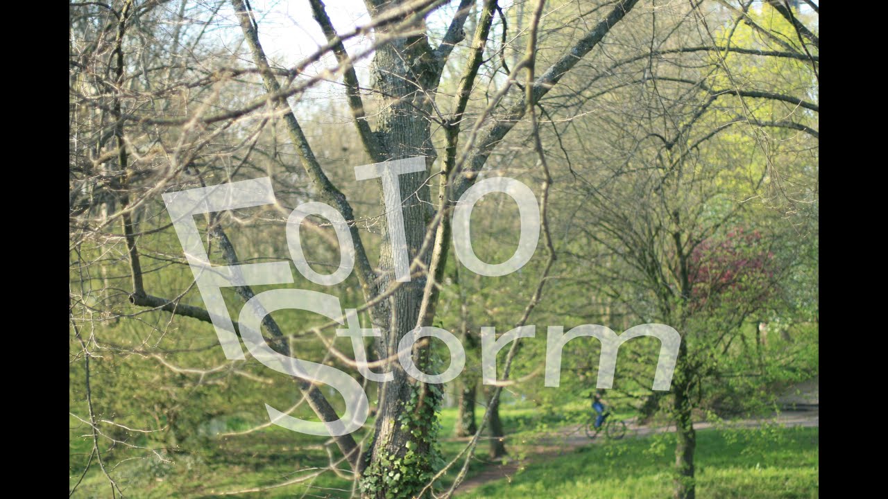 Time-Lapse: Bare branches to full leaf in 21 days