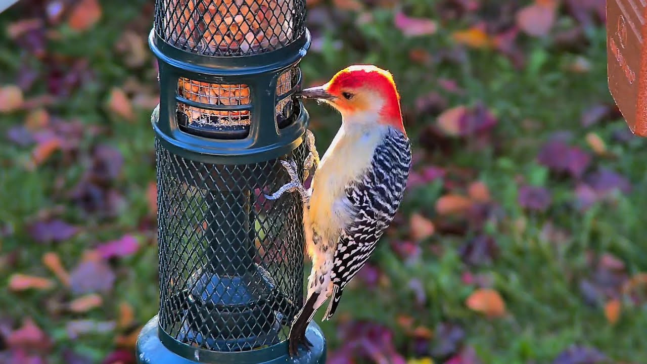 LIVE Relaxing Birds in the Winter, Streamed from Windsor, ON Canada. March 6th, 2026