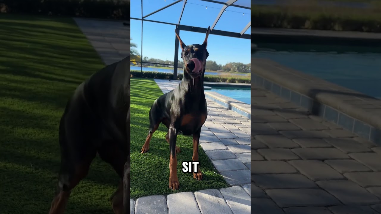 Morning training #doberman #dogs #dogtraining #dogtricks #dobermanpinschers