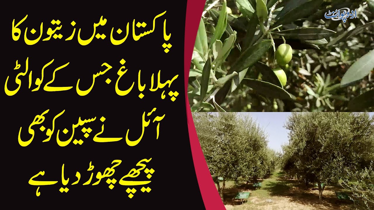Where Are Olives Grown & How Olive Oil Is Made? | Tour Of Zatoon Plantation In Chakwal