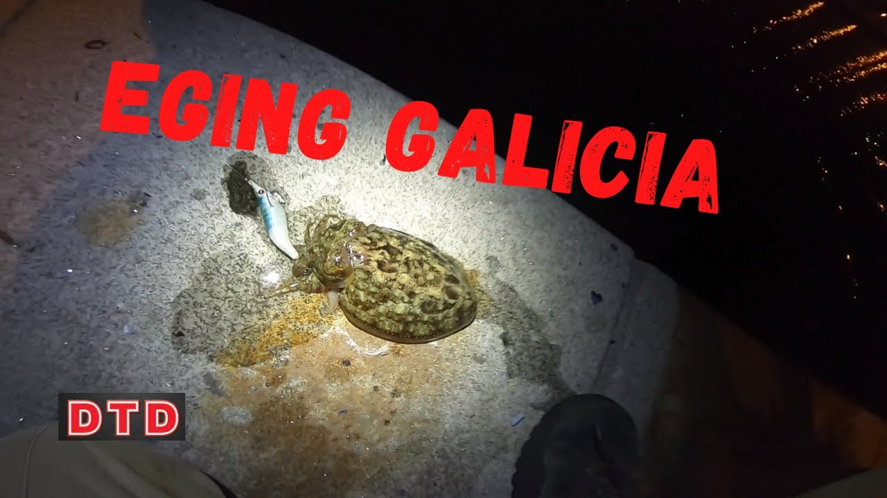 CALAMARES Y SEPIAS EN PUERTO || EGING GALICIA || Travel Vlog 22