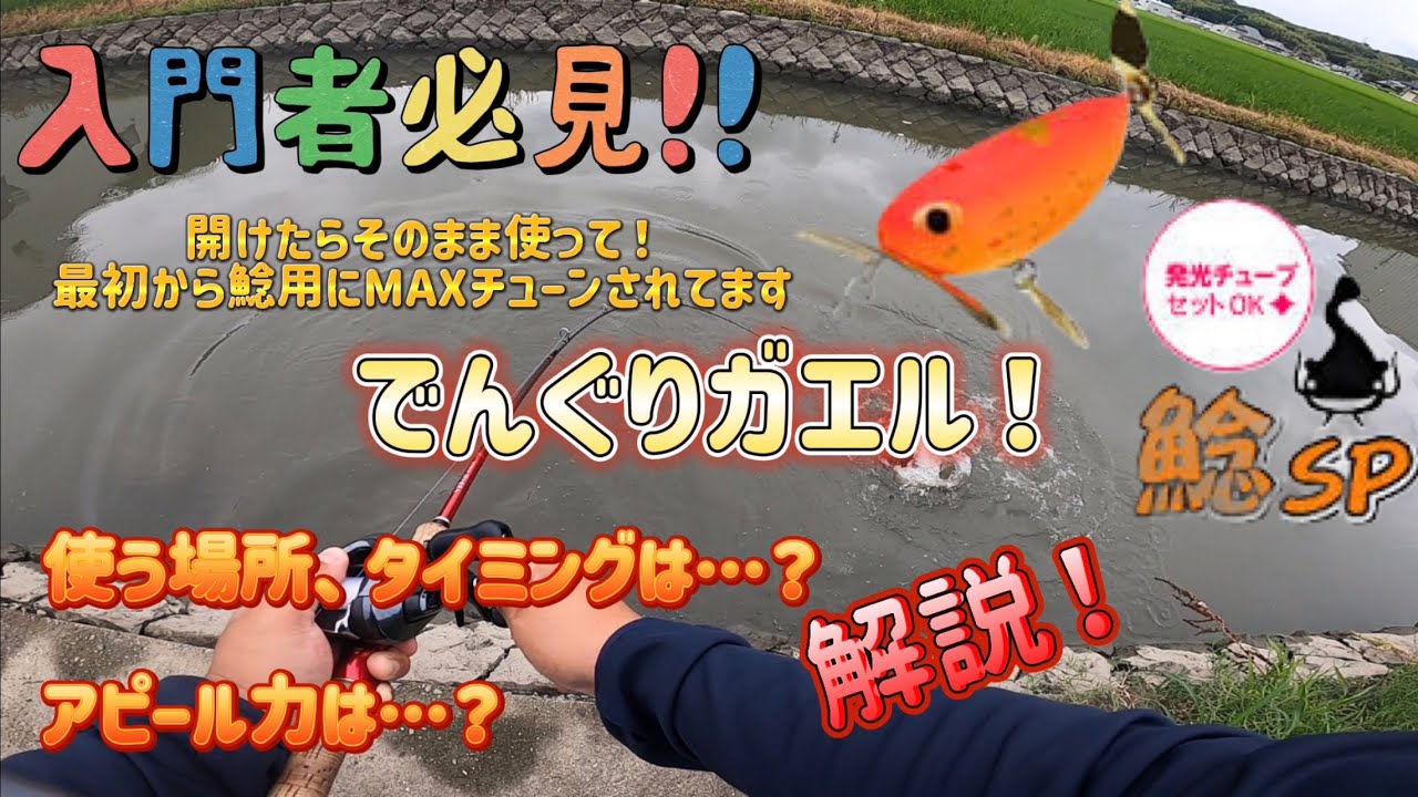 でんぐりガエル鯰SP‼️初めての人に絶対おオススメ‼️