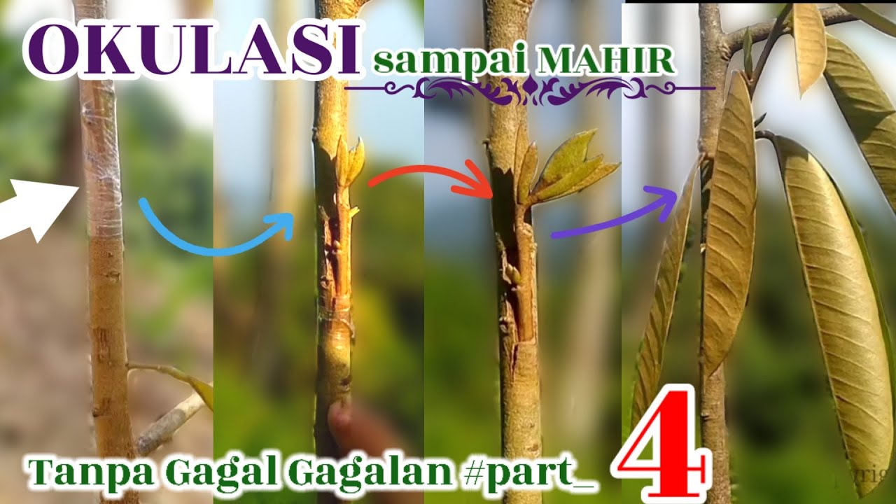 Okulasi Durian Tanpa Gagal gagalan #part 4