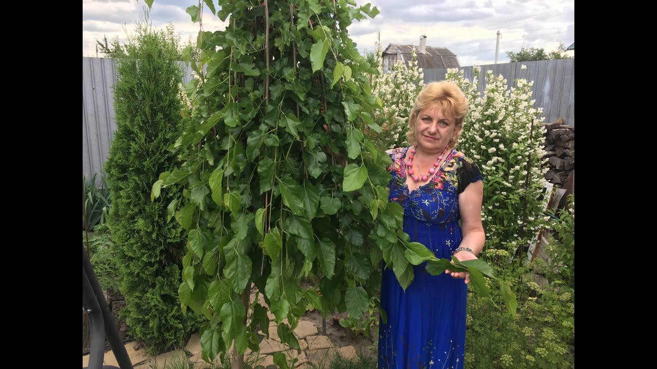 Шелковица  плакучая, штамбовая. Выращивание, уход, болезни.