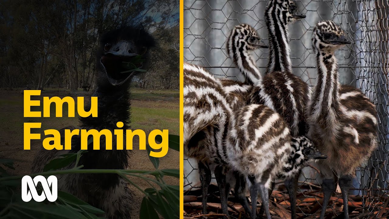 Emu eggs for eating trend means emu farming isn't going away | ABC Australia