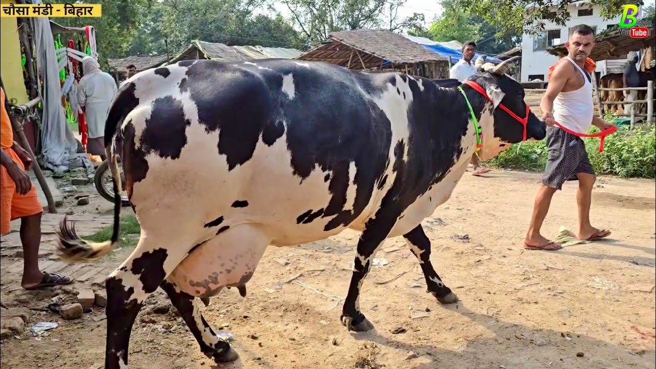 #दशहरा पर्व से एक दिन पहले #चौसा मंडी में यह सब बिकाऊ गाय देखने को मिली | Chausa Pashu Mandi Bihar