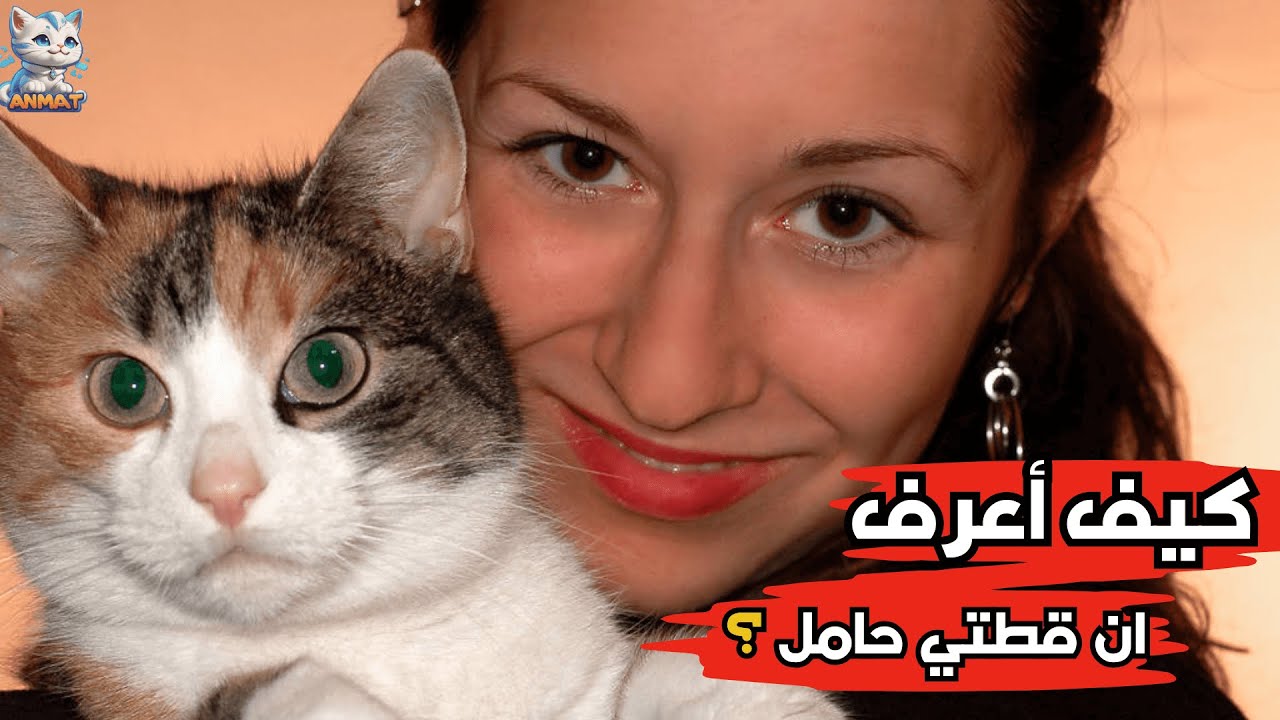 الحمل عند القطط:علامات حمل القطة في الأسبوع الأول!😺