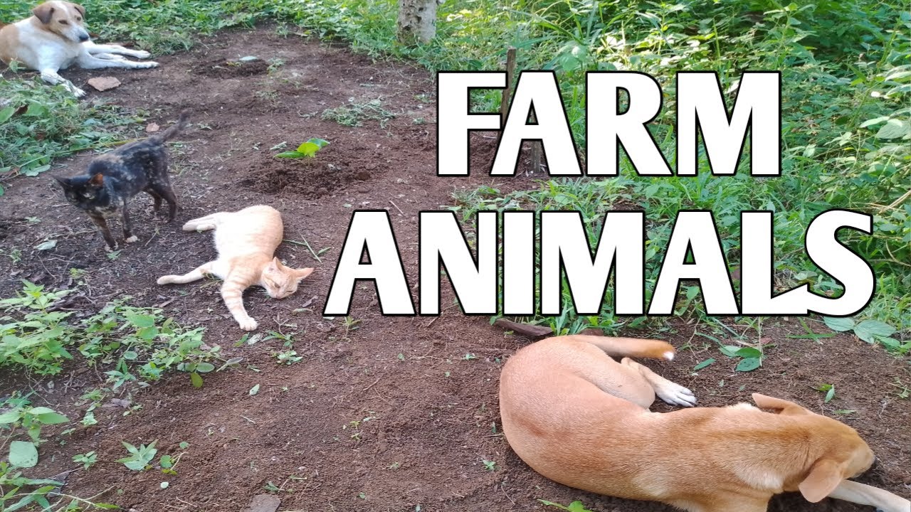Farm Animals 2