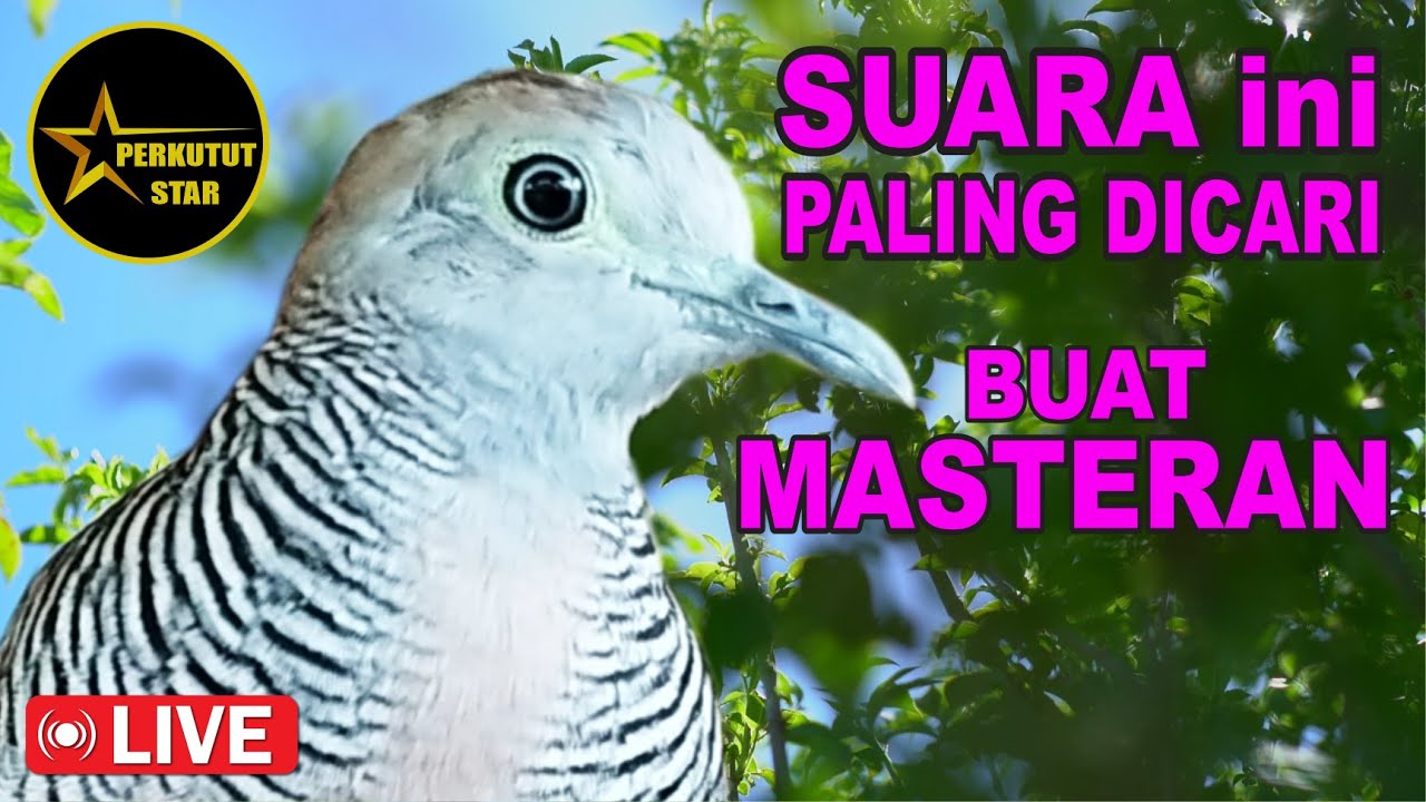 suara burung Perkutut Lokal Gacor spesialis pemikat cepat NYAUT