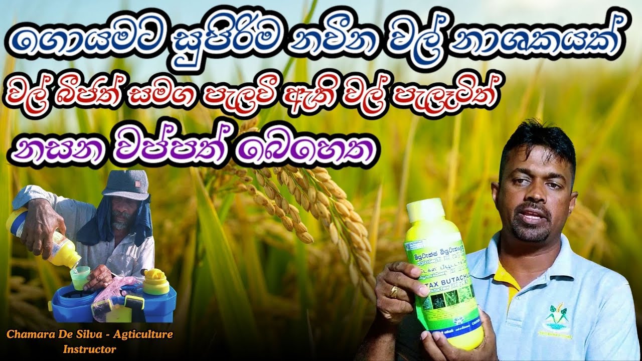 Butachlor | වල් ඇට මෙන්ම පැලවූ වල් පැලෑටිත් නසන වල් නාශකයක් දැන් වෙළෙදපොලේ