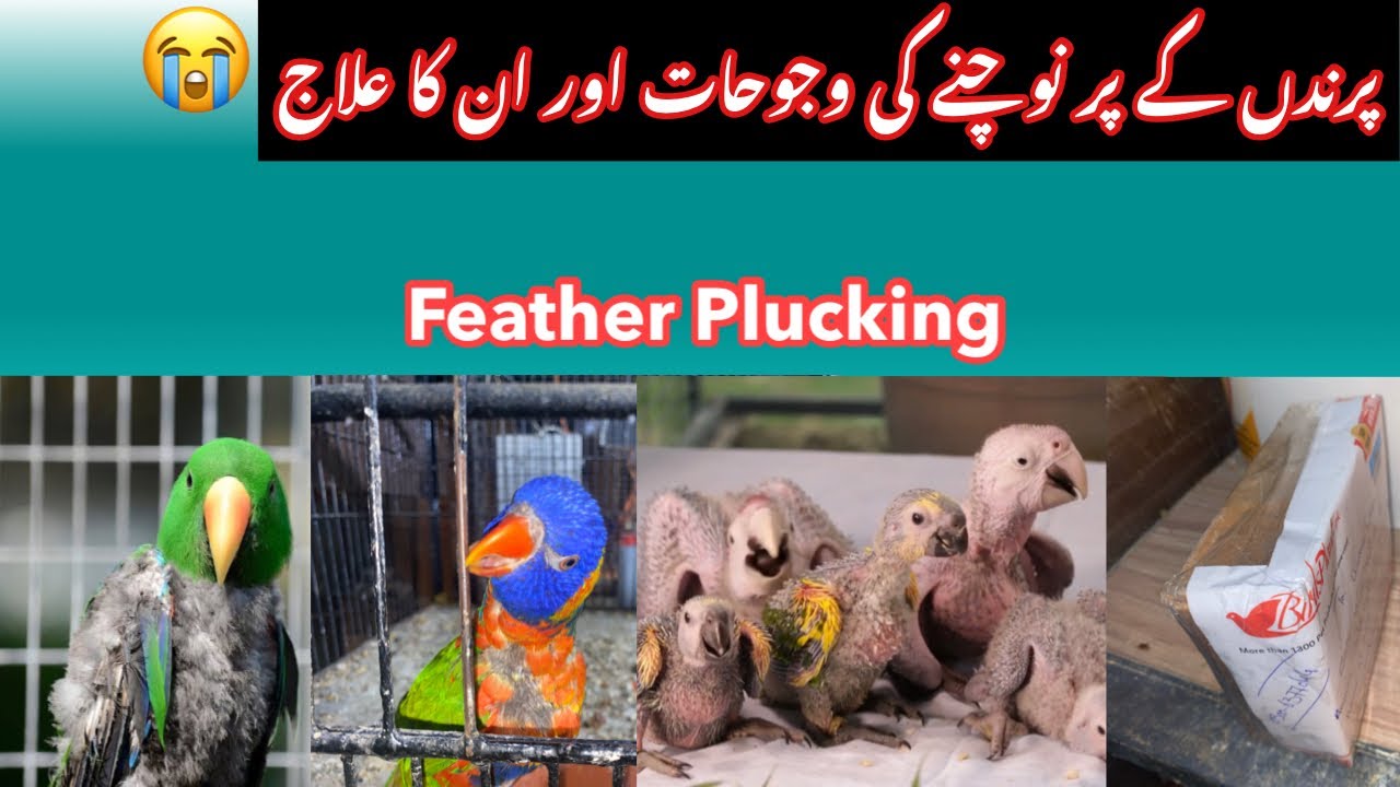 Feather Plucking & Treatment. Multan Pets|Birds Lovers|Multan Birds Markit. |Urdu| Hindi .