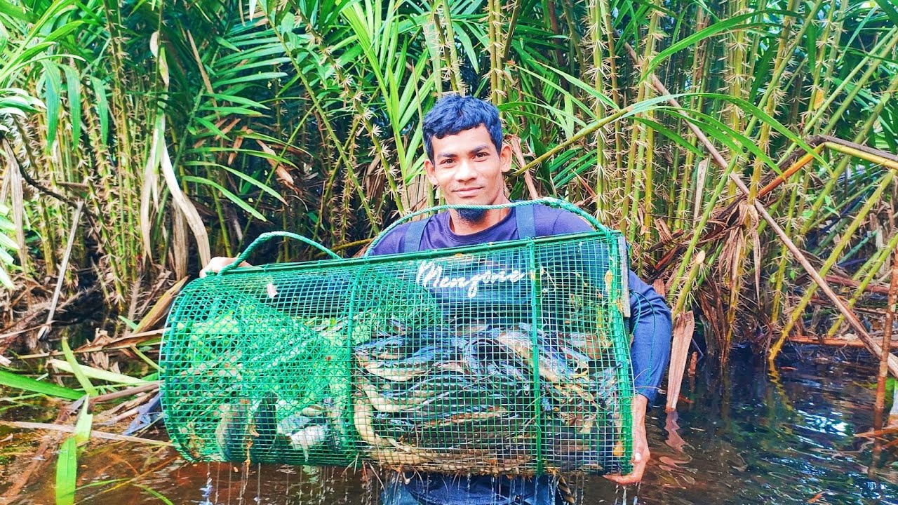 hasil padu membubu ikan keli limbat port baru eps246