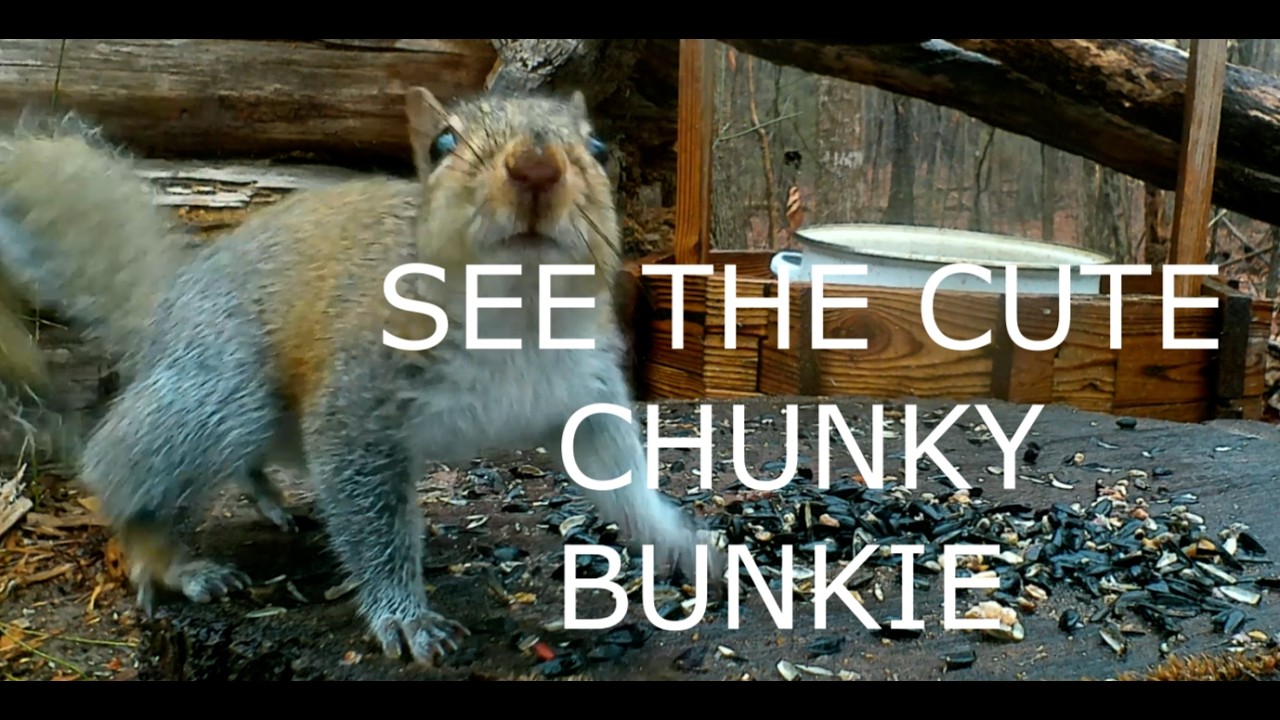 RAINY DAY WITH THE CHUNKY BUNKIES AND ITTY BITTYS AT THE LOG CABIN