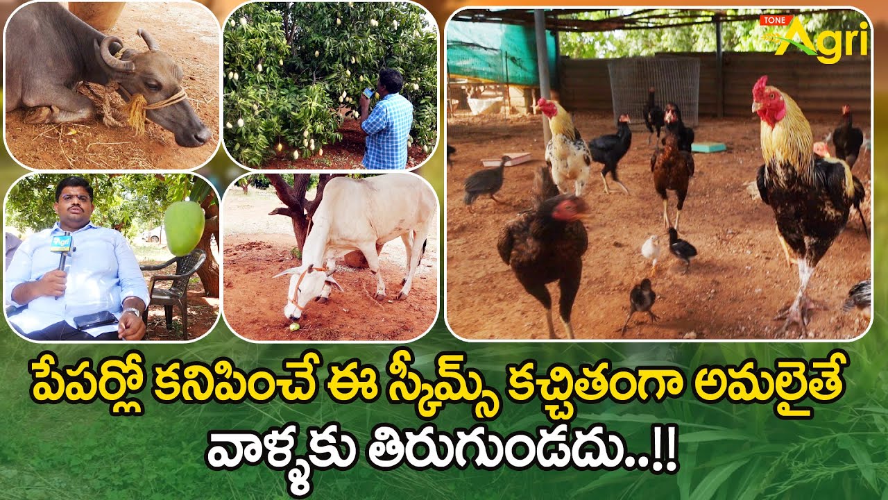 Organic Integrated Farming Tips | ఈ స్కీమ్స్ ఖచ్చితంగా అమలైతే వాళ్ళకు తిరుగుండదు..! Tone Agri
