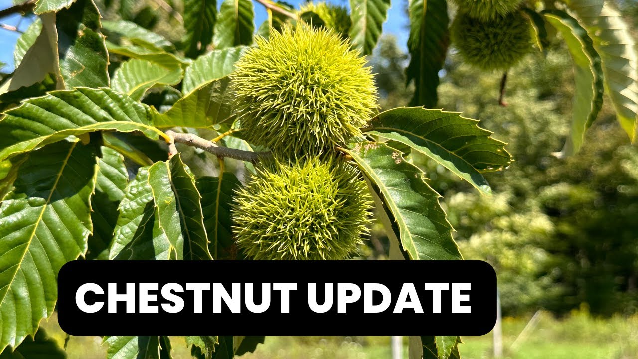 Chestnut Update - Early September 2023