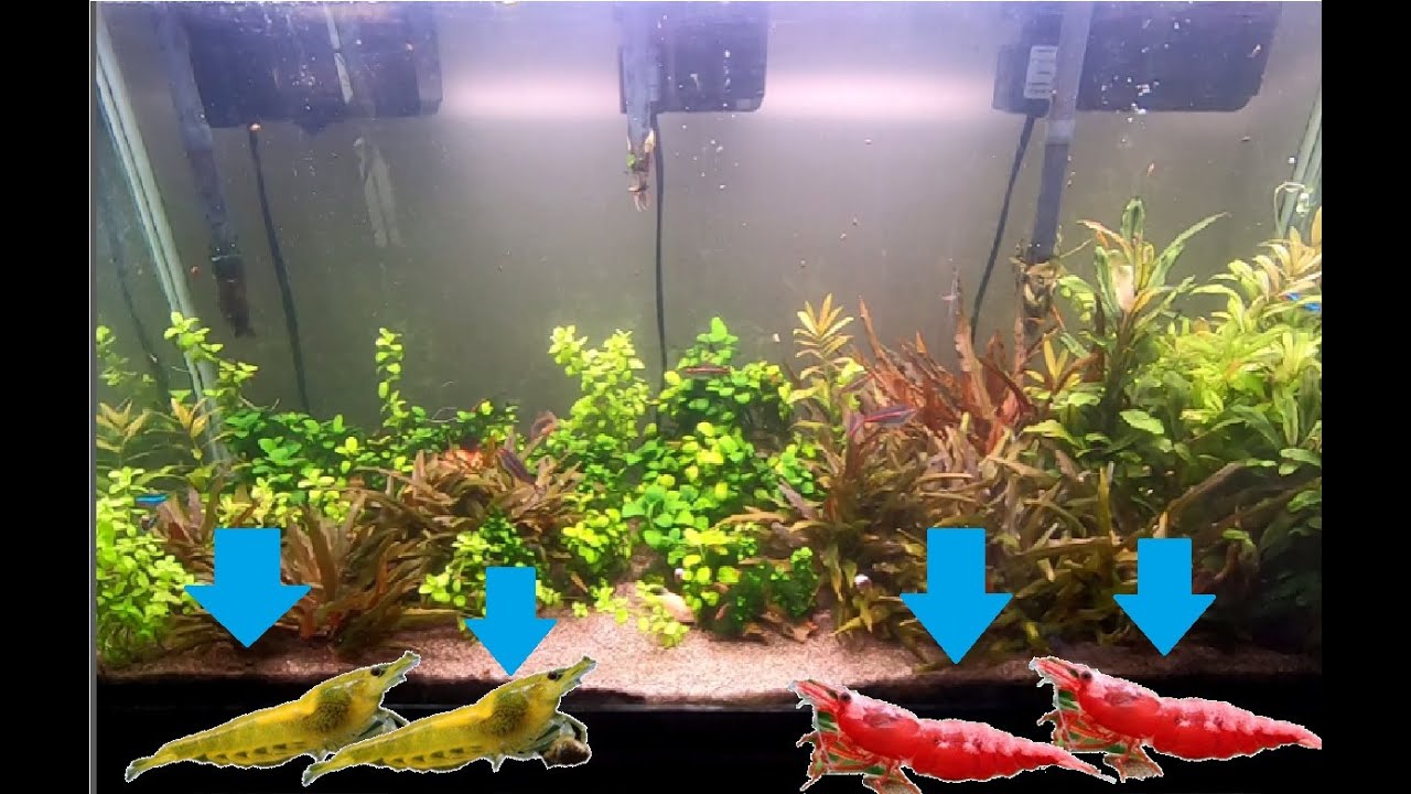 Un paraíso para Gambas y peces