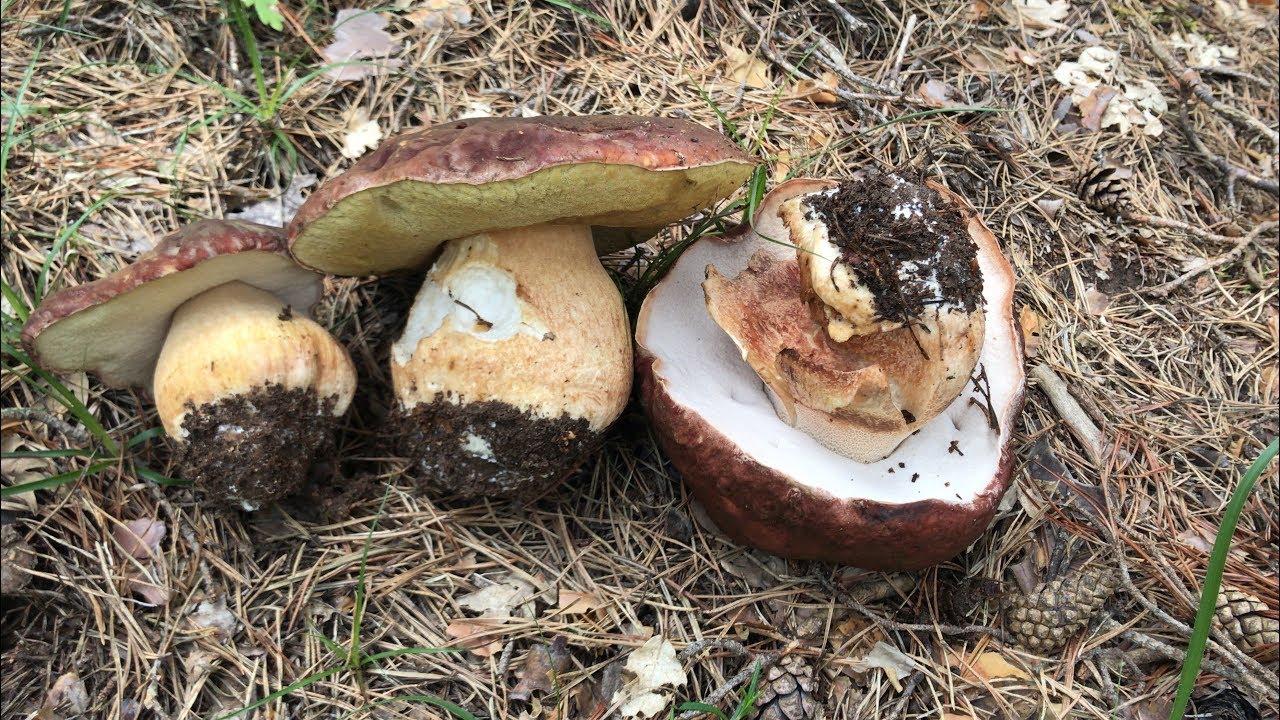 BOLETUS PINICOLA 27/05/2018 EN LA RIOJA, PINUS SYLVESTRIS
