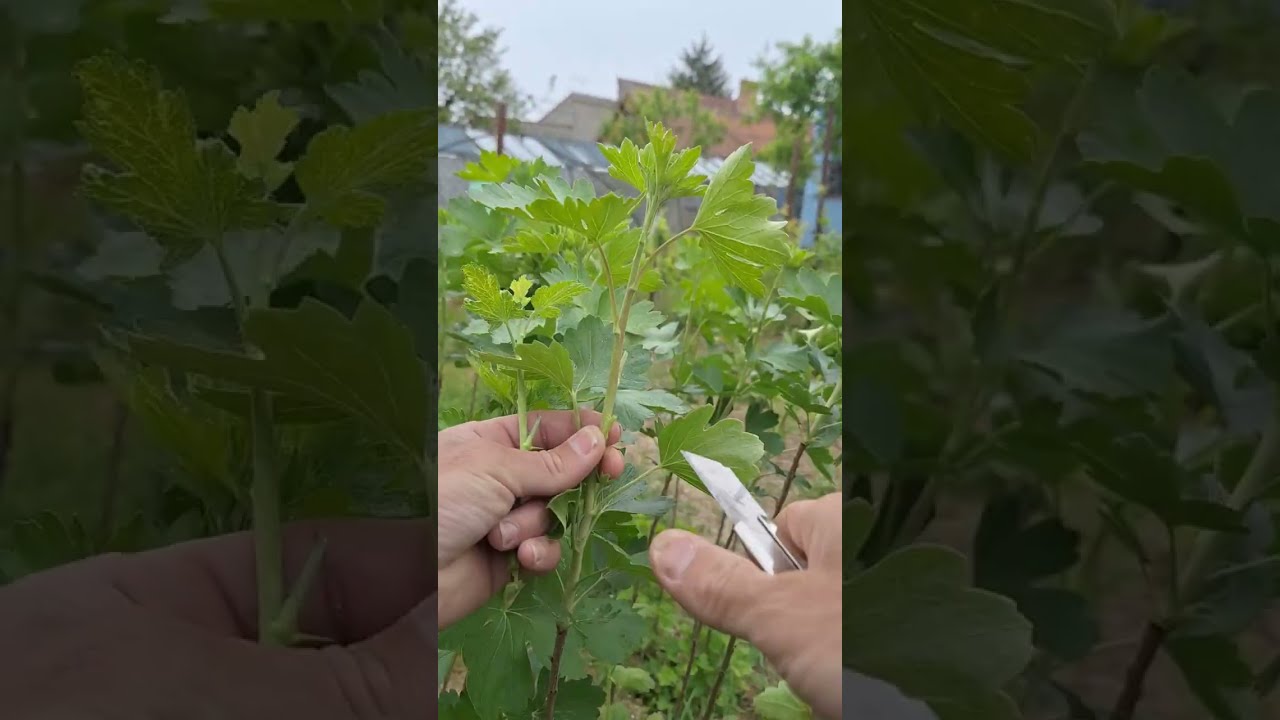 Vrúbľovanie egreša do zeleného,zase máme zlé počasie treba skúsiť 🙋‍♂️