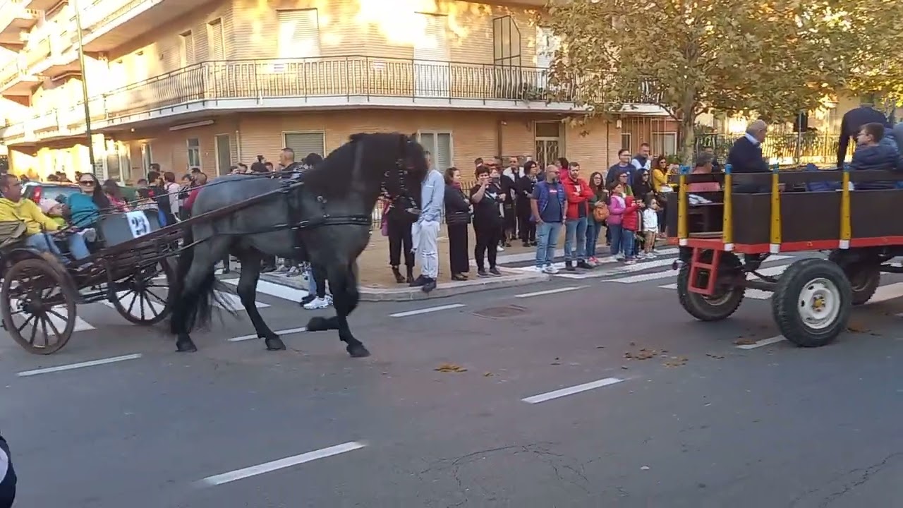 campi salentina,  sfilata equestre e sbandieratori