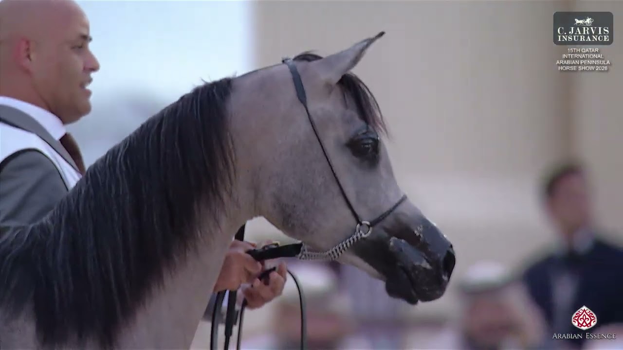N 36 DINARA AL AMJAAD   15th Qatar International Arabian Peninsula Horse Show 2026   Yearling Fillie