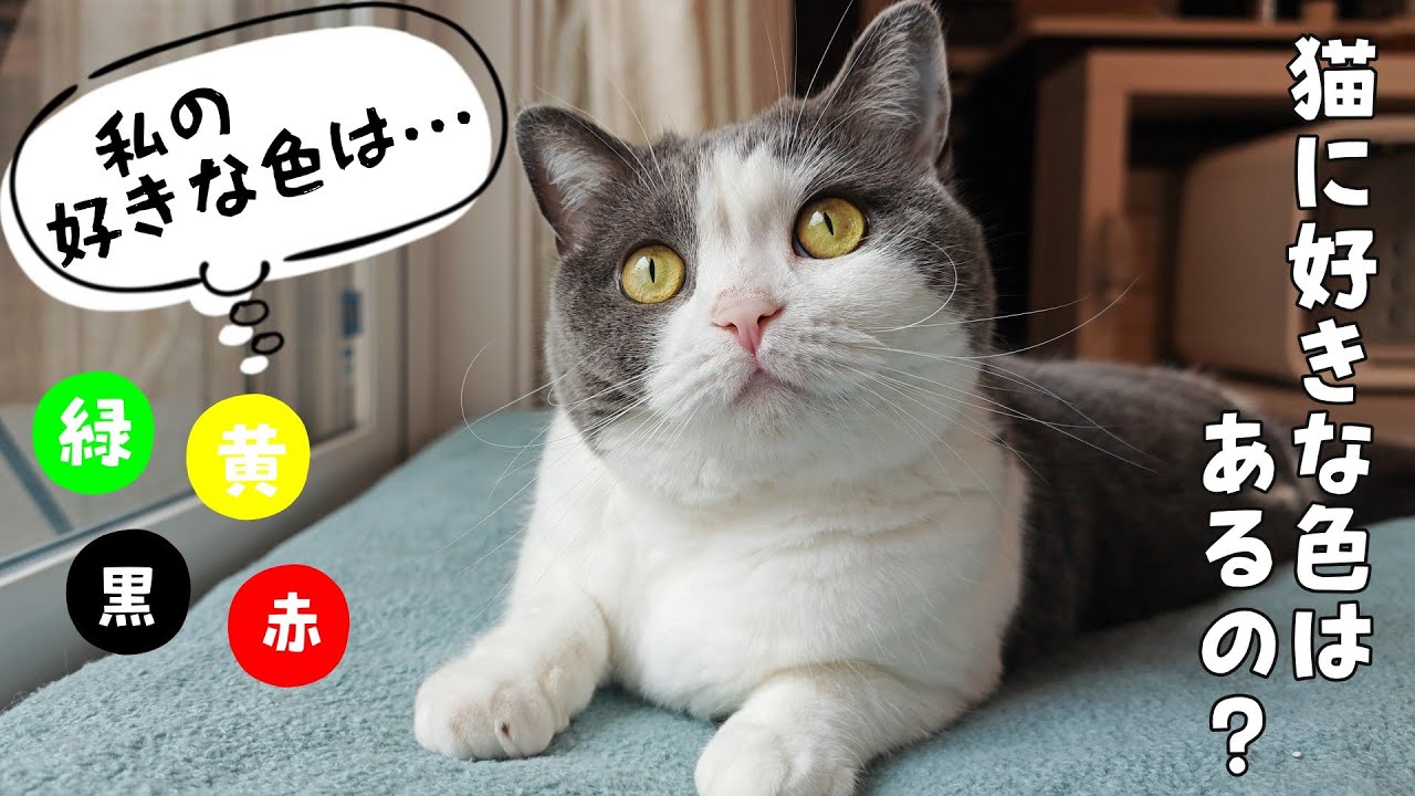 猫に見える色と猫が好きな色の不思議な関係