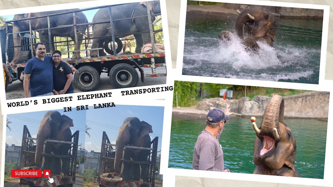 The World&rsquo;s Biggest Elephant Transporting in Sri Lanka |  Easam&rsquo;s World
